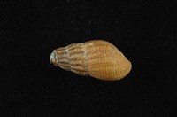 藏品(川蜷)的圖片